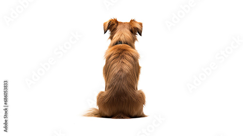 Sitting dog back view. Isolated on Transparent background.