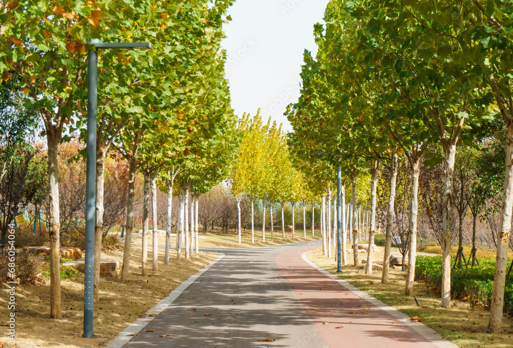Autumn Buttonwood landscape Avenue Autumn Buttonwood landscape Avenue