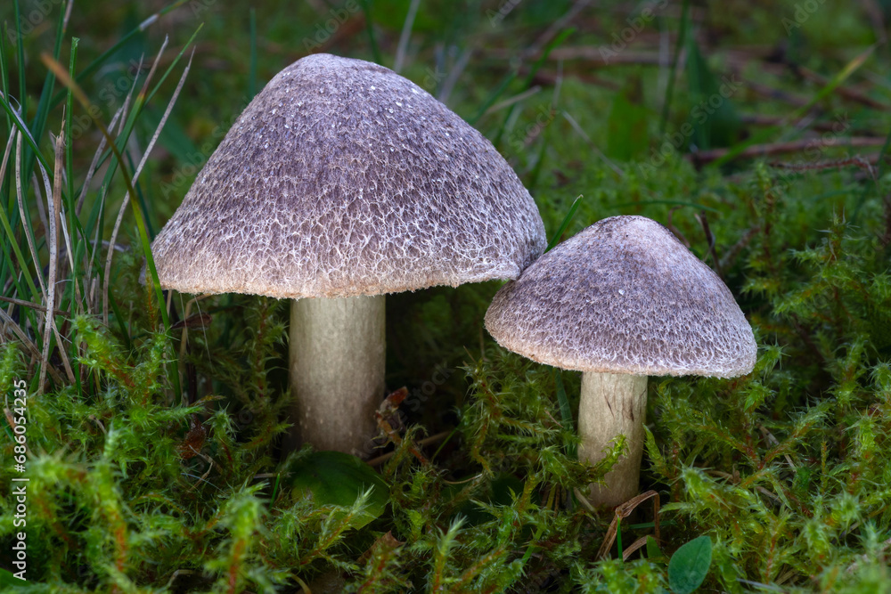 Edible mushroom Tricholoma terreum. Two grey knight mushrooms in the green moss. 