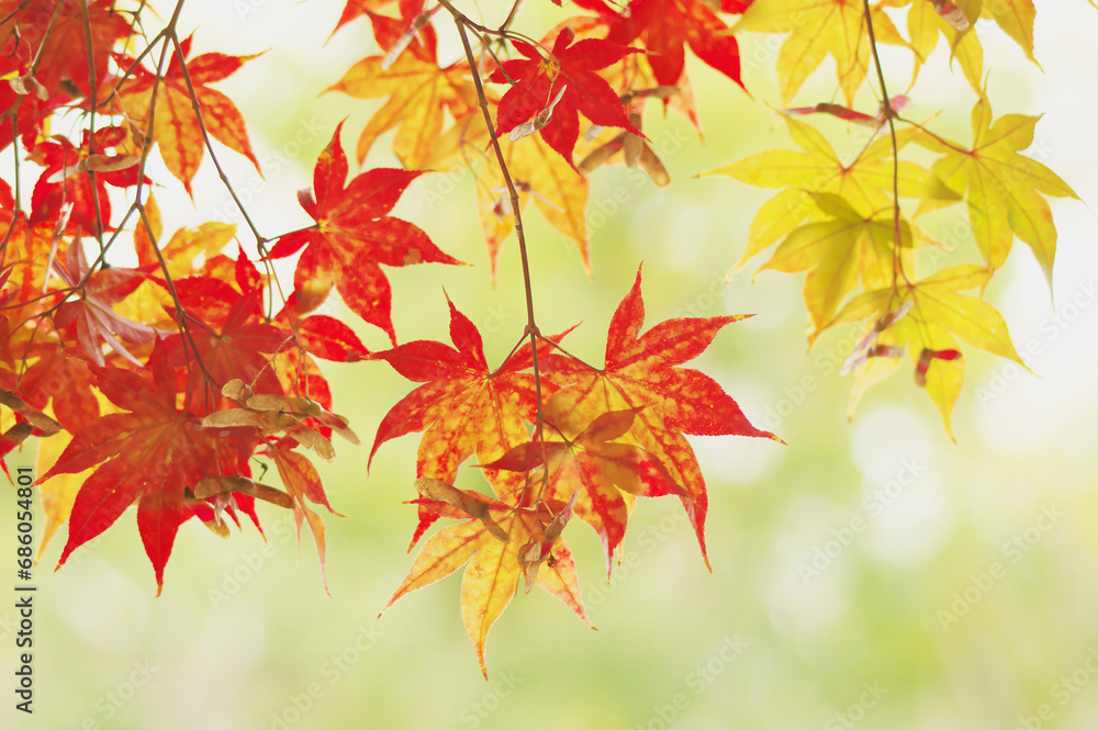 紅葉