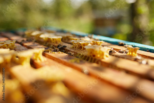Bees sit on a frame with honeycombs and honey and fly around the hives on the background of a green garden in summer. photo