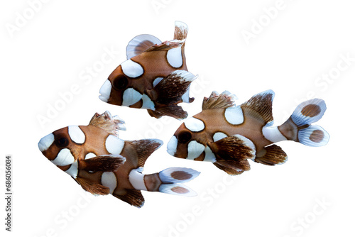 spotted sweetlips fish on isolated background, Spotted sweetlips fish from side view, Spotted sweetlips fish cloeup photo