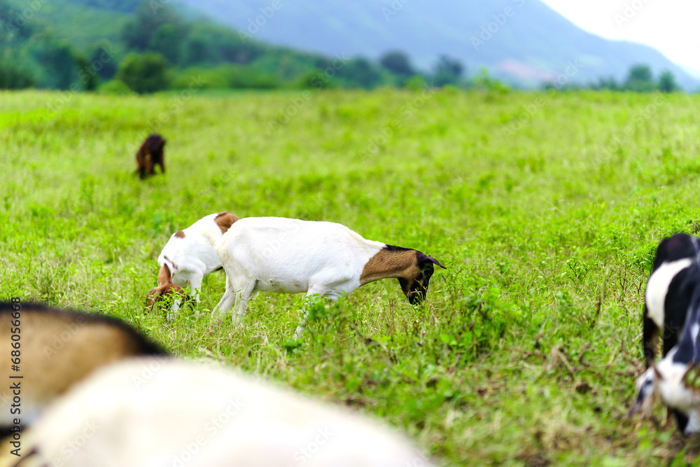 Herd of goats in a green field in rural Thailand.