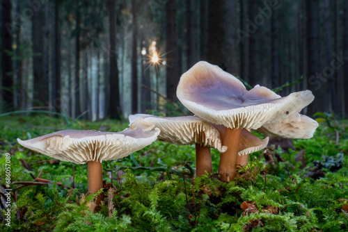 Edible wild mushrooms The Butter Cap (Rhodocollybia butyracea) in coniferous forest with sunlight at sunset photo