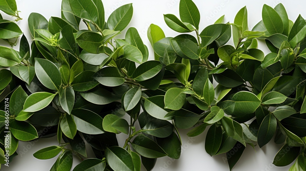Green Leaves On White Background Flat, HD, Background Wallpaper, Desktop Wallpaper Green Leaves On White Background Flat, HD, Background Wallpaper, Desktop Wallpaper