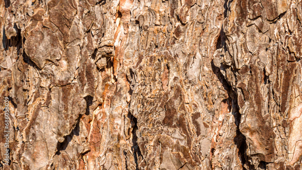 Close Up Of Tree Bark Texture, wood texture Close Up Of Tree Bark Texture, wood texture