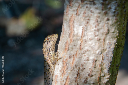 Black and brown baby chameleon on trunk