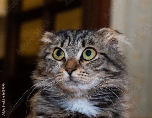 portrait of a surprised fluffy cat with lowered ears