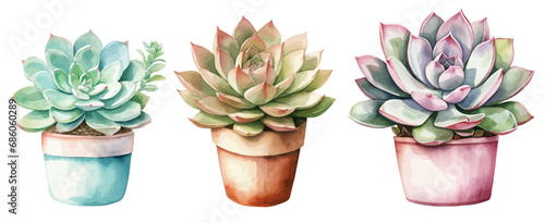 Vector watercolor illustration succulent plants,Plant pot vector illustration