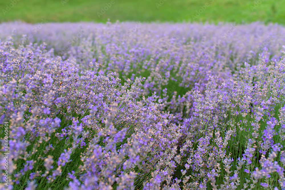 Summer lavender. Floral background. Shallow depth of field Summer lavender. Floral background. Shallow depth of field