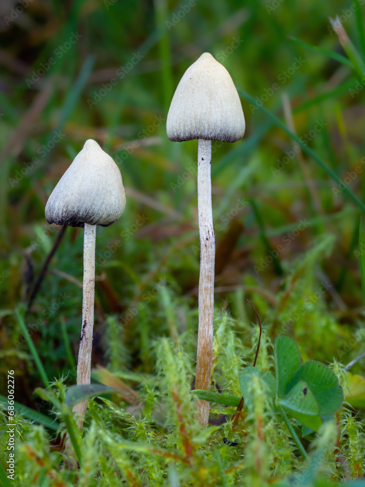 Psilocybin mushrooms Liberty cap mushroom (Psilocybe semilanceata) in grass, known for its hallucinogenic effects. Psilocybin mushrooms Liberty cap mushroom (Psilocybe semilanceata) in grass, known for its hallucinogenic effects.
