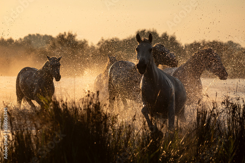 Fotografia horses galloping in the marshes at sunset