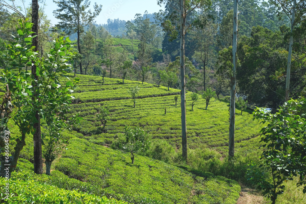 Rows of tea bushes on the ceylon tea plantation on the hills