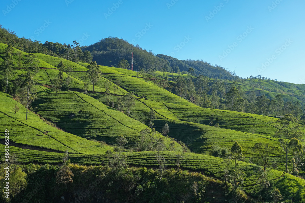Landscape with tea bushes on the tea plantation on Ceylon island