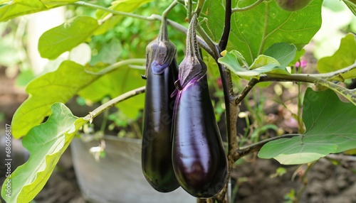 Fresh giant eggplants hanging on the branch