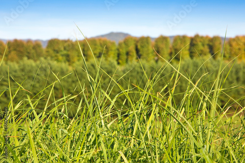 Green wild grass on sky background - image with copy space