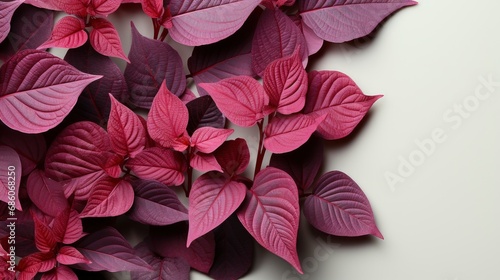 Great Composition Coleus Plant Maroon Leaves  HD  Background Wallpaper  Desktop Wallpaper 
