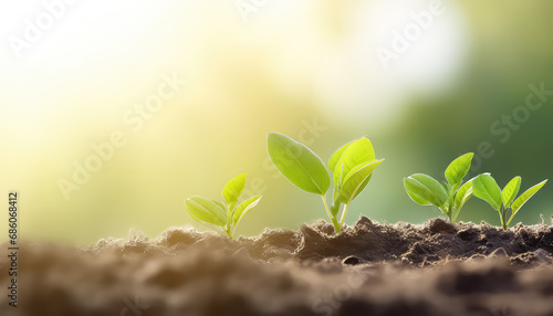 Sprouts sprout from fertile soil  spring concept