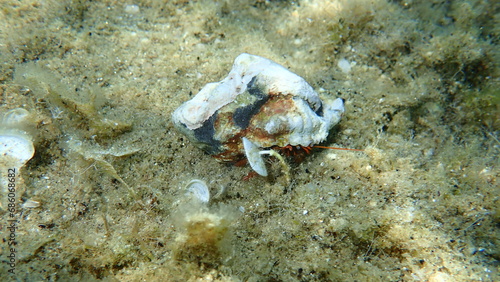 Banded murex (Hexaplex trunculus) shell with Mediterranean rocky shore hermit crab (Clibanarius erythropus) undersea, Aegean Sea, Greece, Halkidiki photo