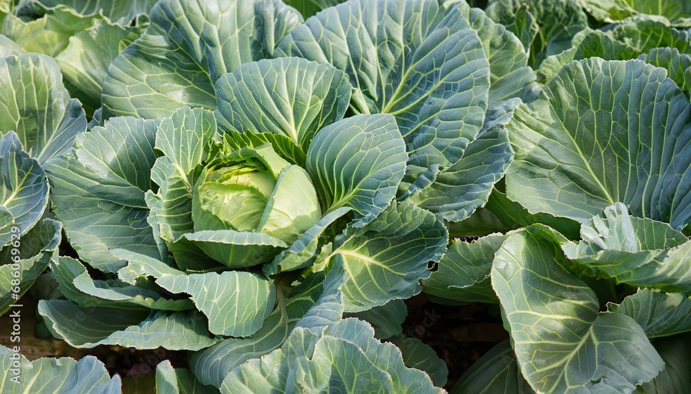 cabbage on the farm cabbage on the farm