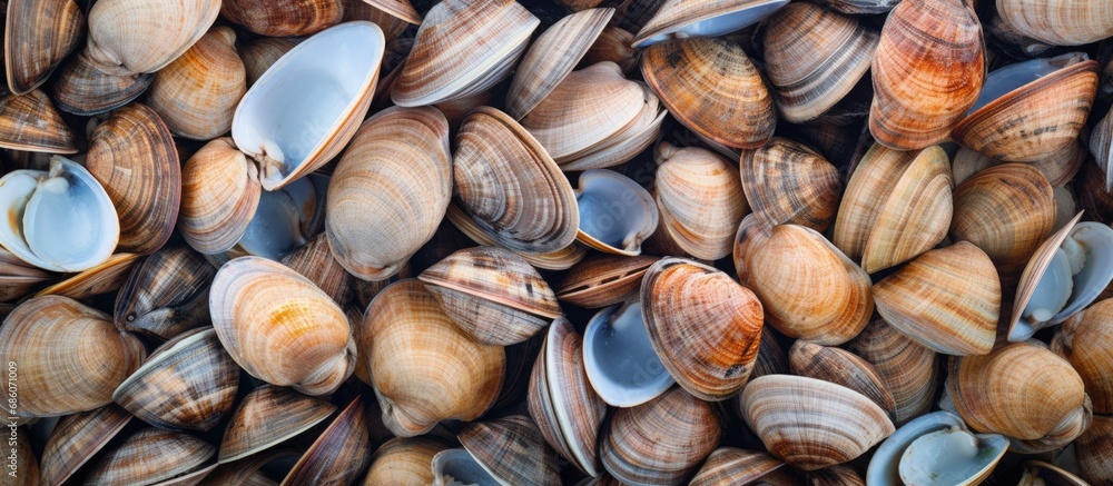 Fresh clams are seafood ingredients from the sea Copy space image Place for adding text or design