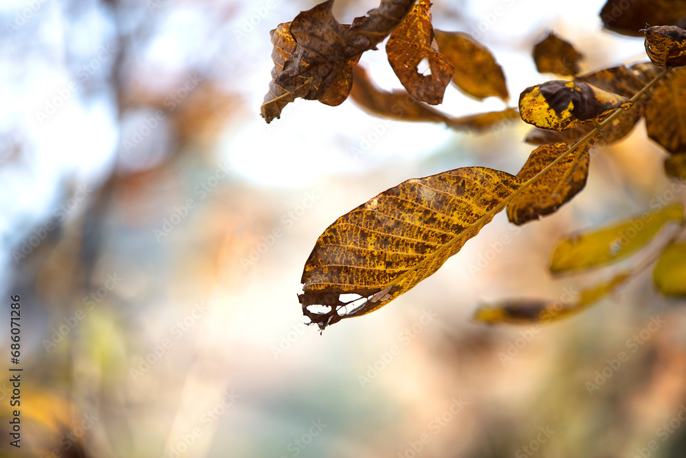 Obraz premium Close up of golden leaves