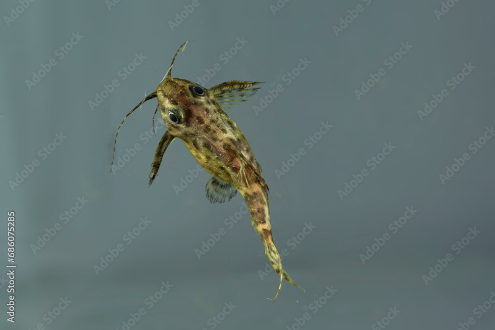 Naklejka premium perspektive rückenschwimmender kongowels fisch