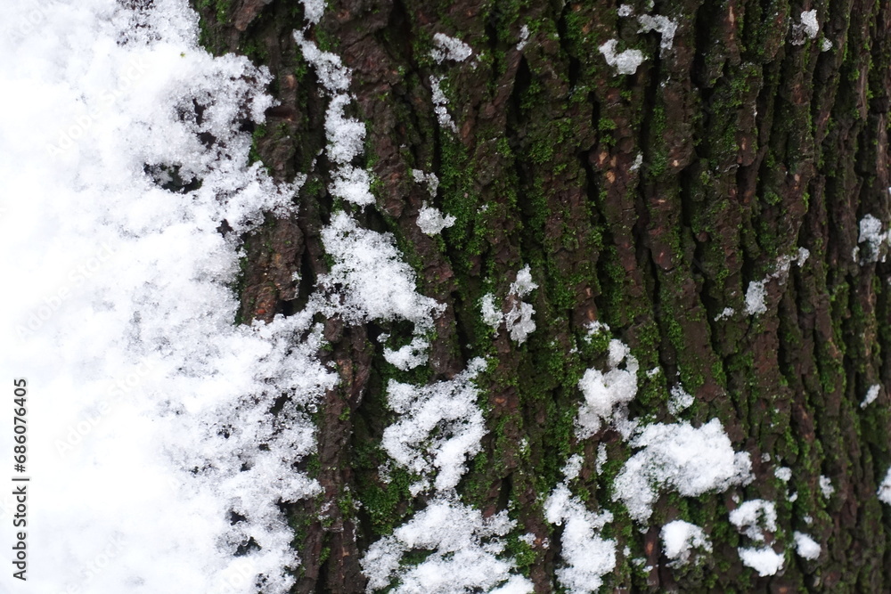 Wet bark of Norway maple tree covered with moss and snow in November Wet bark of Norway maple tree covered with moss and snow in November
