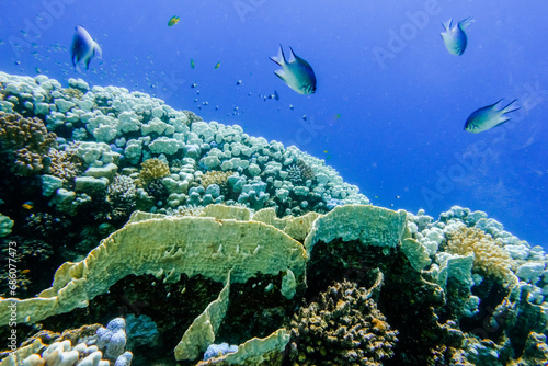 different corals and little fishes in blue clear water in the red sea