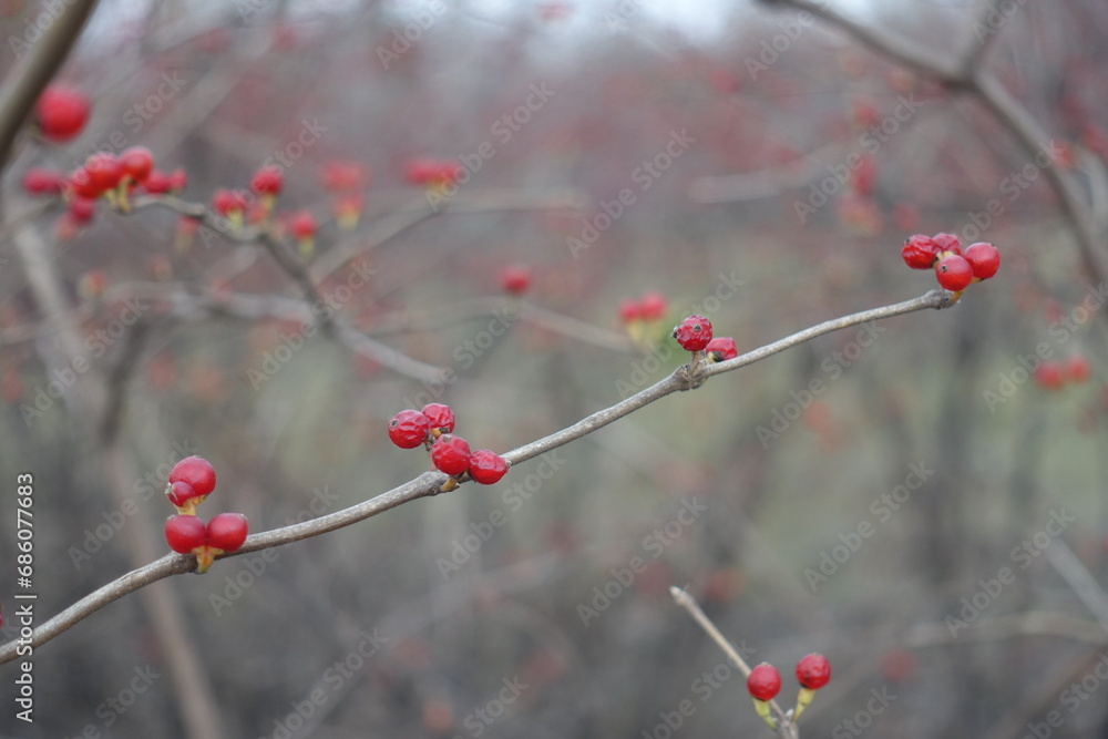 Twig of Lonicera maackii with red berries in December