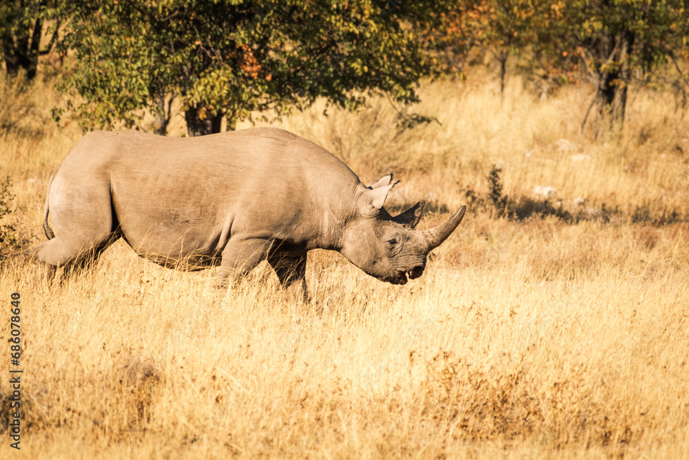 Φωτογραφία Black rhino (Diceros bicornis) running in golden bush, Etosha National Park, Nam