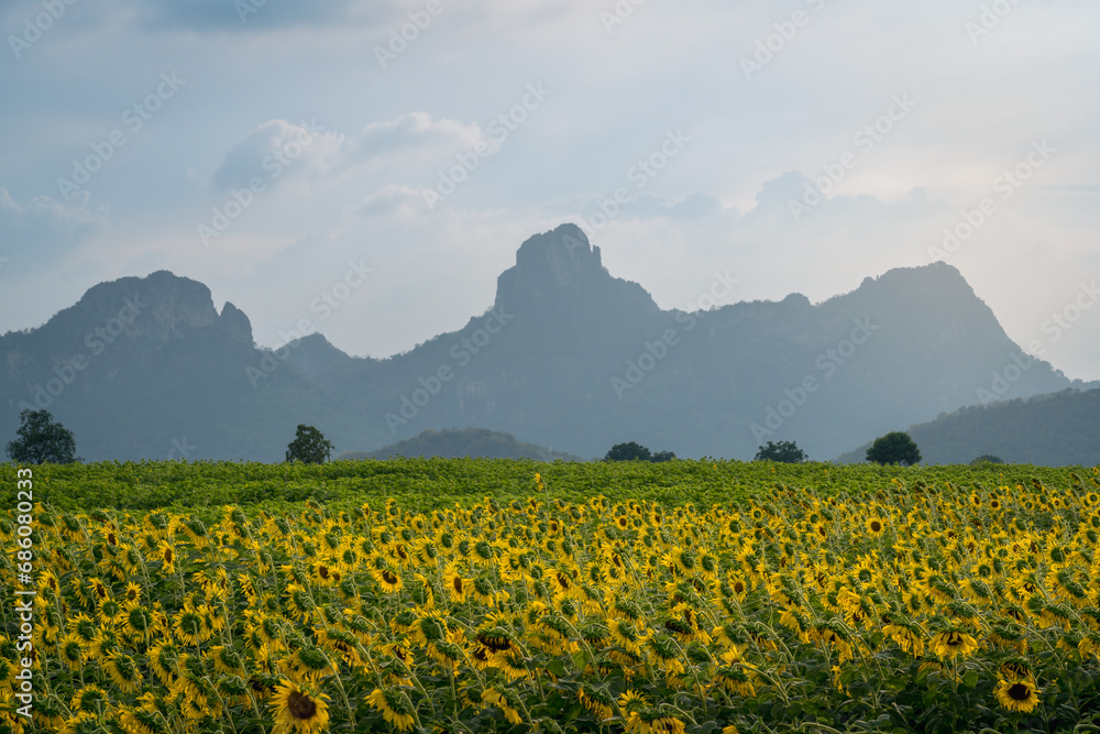 Obraz premium Sunset behind mountain range with sunflower field as foreground in Lopburi province Thailand