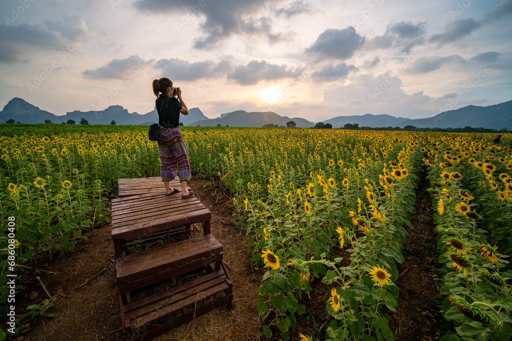 Fototapeta premium A woman standing in the stand taking photo of sun flower field with mountain and sunset in Lopburi province Thailand