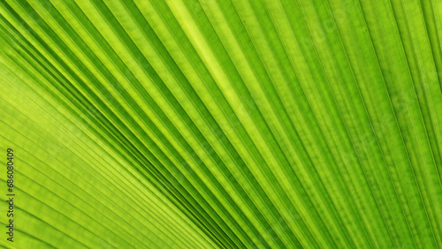 Closeup of green palm leaf