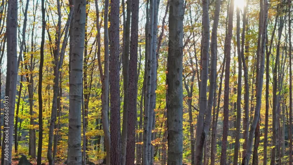 Strolling in the forest with the sun rising, casting light and shadows over the autumnal scenery. Strolling in the forest with the sun rising, casting light and shadows over the autumnal scenery.