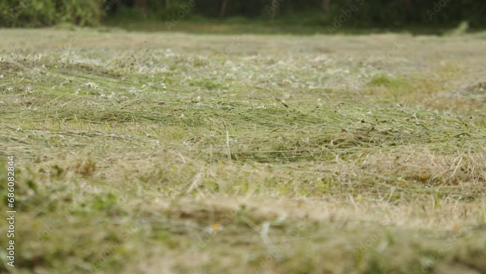 Freshly cut hay field Tilt Up Shot Freshly cut hay field Tilt Up Shot