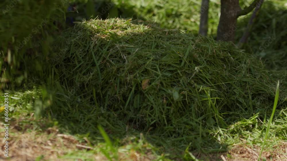 Gardener Putting Mowed Grass Around The Plant. - close up shot Gardener Putting Mowed Grass Around The Plant. - close up shot
