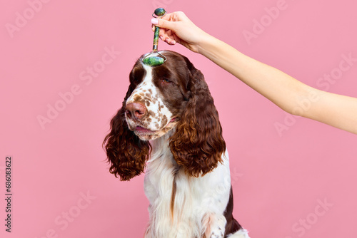 Taking care after dog. Purebred English springer spaniel doing roller muzzle massage against pink studio background. Concept of domestic animal, care, vet, health, grooming, animal life photo
