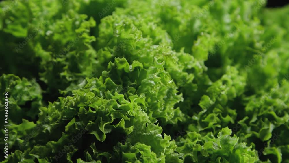 Extreme close up lettuce fresh leaves with drops of water on it, dolly shot Extreme close up lettuce fresh leaves with drops of water on it, dolly shot