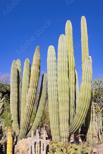 Pachycereus pringlei, known as Mexican giant cardon or elephant cactus, is a species of large cactus native to northwestern Mexico, in the states of Baja California, Baja California Sur, and Sonora