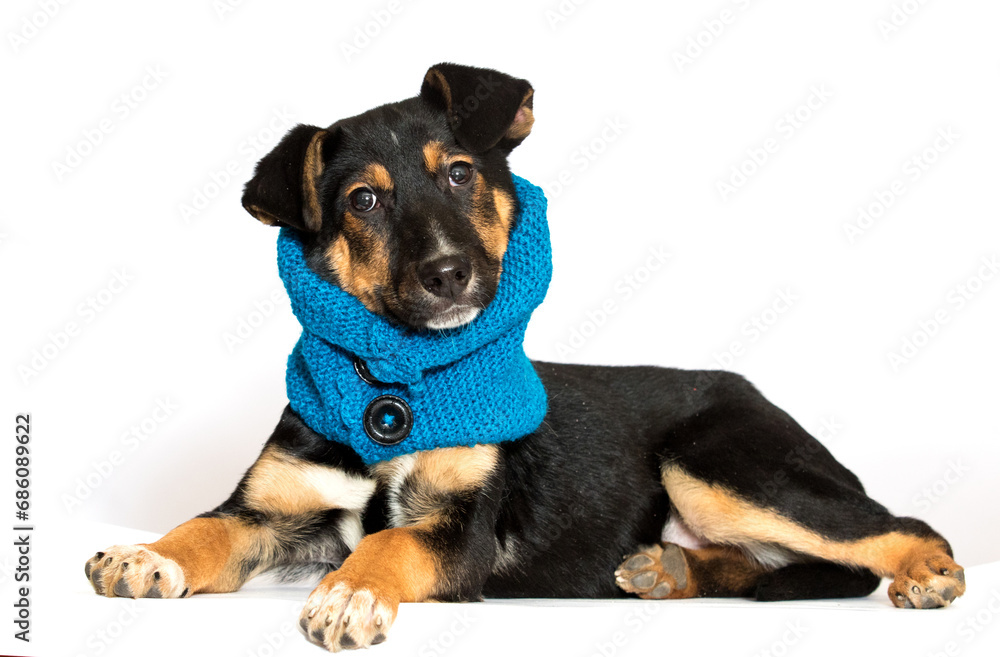 mongrel dog in a blue scarf