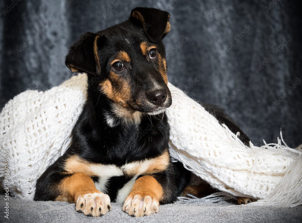 mongrel dog covered with a blanket mongrel dog covered with a blanket