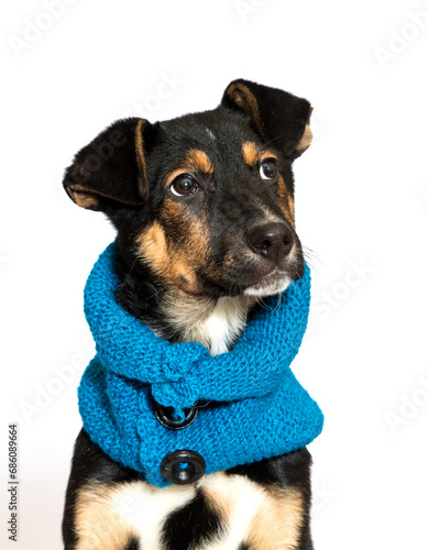mongrel dog in a blue scarf in the studio