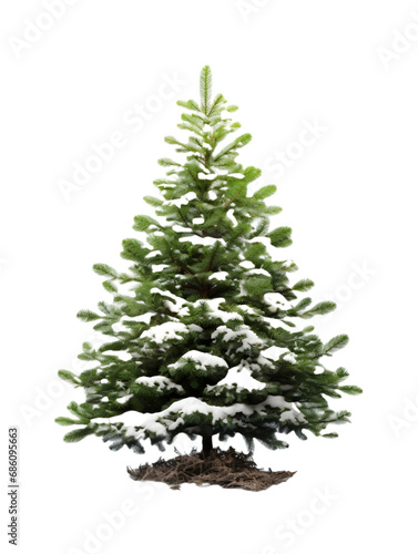 Christmas tree plant with white background