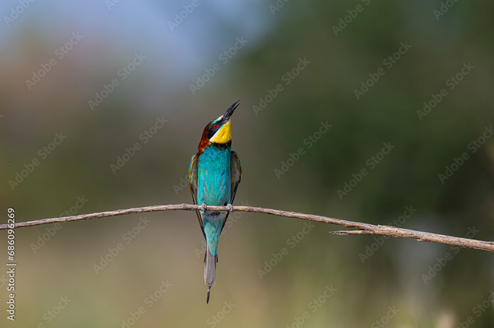 Obraz premium European Bee-eater (Merops apiaster) standing on a branch. Natural, blurred background.