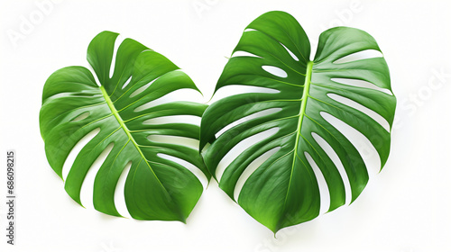 Tropical jungle monstera leaves