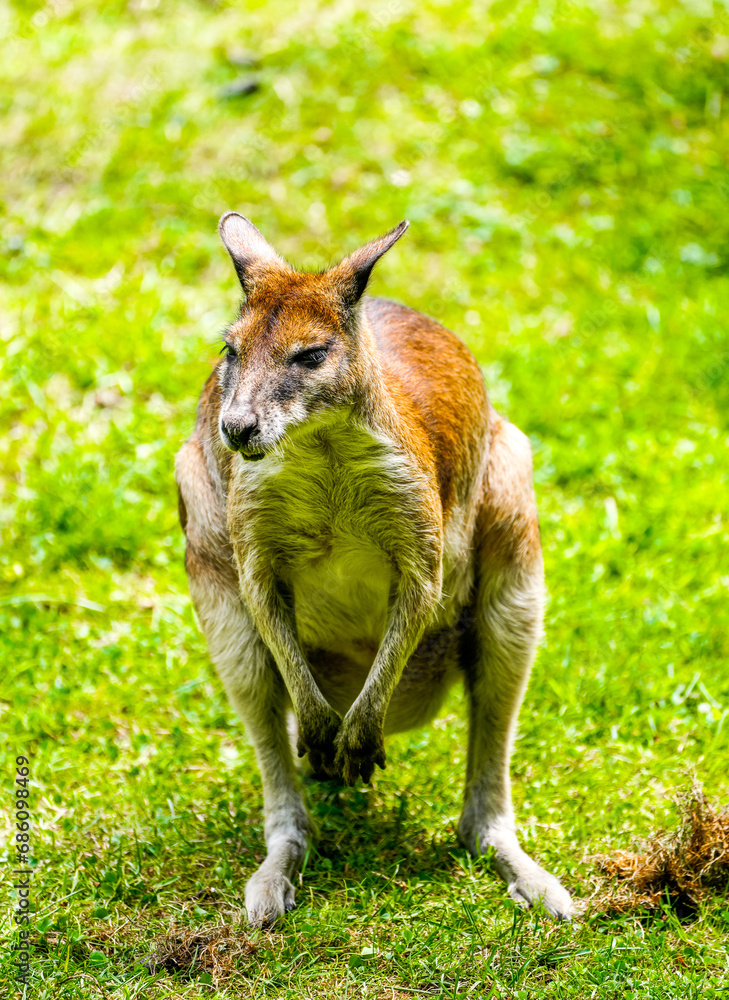 Portrait of a red-necked wallaby on a green meadow. Notamacropus rufogriseus. Bennett's wallaby. Kangaroo.
