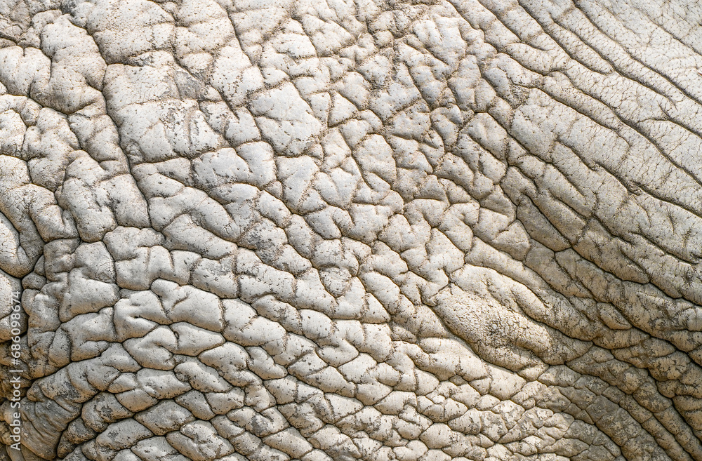 Elephant skin close-up. Gray, thick, wrinkled, leathery skin. Background or texture. Elephant skin close-up. Gray, thick, wrinkled, leathery skin. Background or texture.