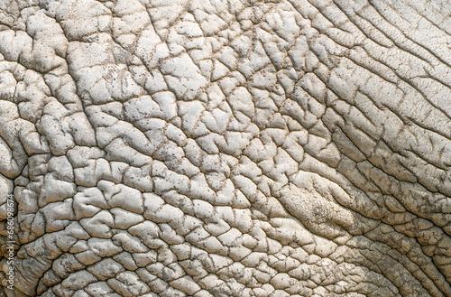 Elephant skin close-up. Gray, thick, wrinkled, leathery skin. Background or texture.