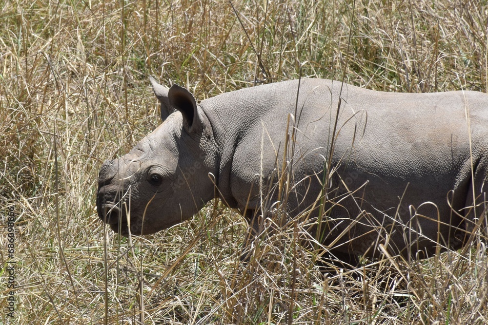 Fototapeta premium Baby rhino